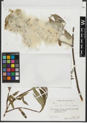 Foto von Salix alba subsp. micans (Andersson) Rech. f.